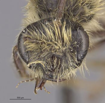 Media type: image;   Entomology 29827 Aspect: head frontal view